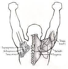 Além de melhorar braçadas, movimento de rotação aciona músculos das costas